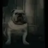 👤 Эмодзи «😄 Terror - пёс из Пацанов» для Telegram