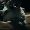🫀 Эмодзи «😄 Terror - пёс из Пацанов» для Telegram