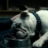 👅 Эмодзи «😄 Terror - пёс из Пацанов» для Telegram
