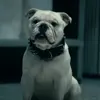 👅 Эмодзи «😄 Terror - пёс из Пацанов» для Telegram