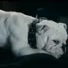 💤 Эмодзи «😄 Terror - пёс из Пацанов» для Telegram