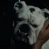 👅 Эмодзи «😄 Terror - пёс из Пацанов» для Telegram