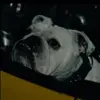 👀 Эмодзи «😄 Terror - пёс из Пацанов» для Telegram
