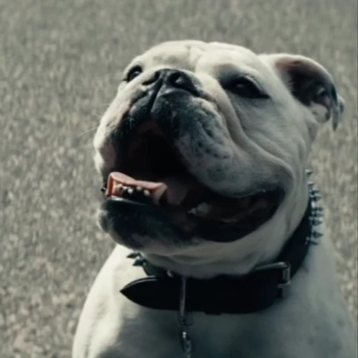 Стикерпак Terror good boy для Telegram — скачать