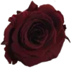 🩸 Эмодзи «𓏲 RꫀƊ ᥎Iδꫀˊ» для Telegram