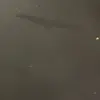 🦇 Эмодзи «The Batman» для Telegram