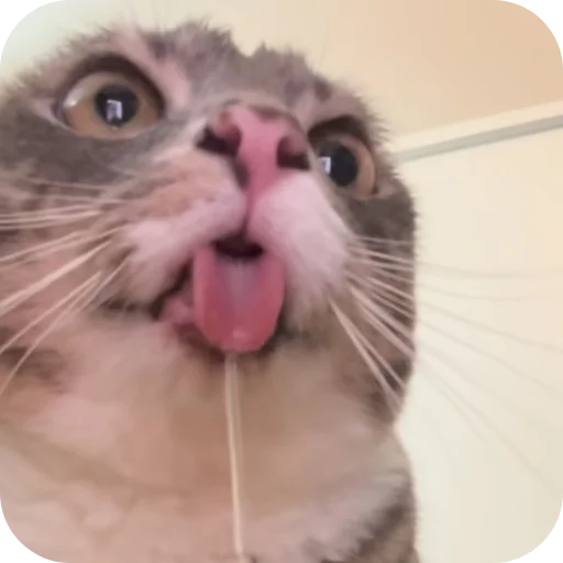 🐱 Стикер «Rigby» для Telegram