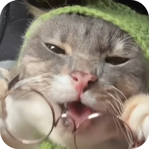 🤲 Стикер «Rigby» для Telegram