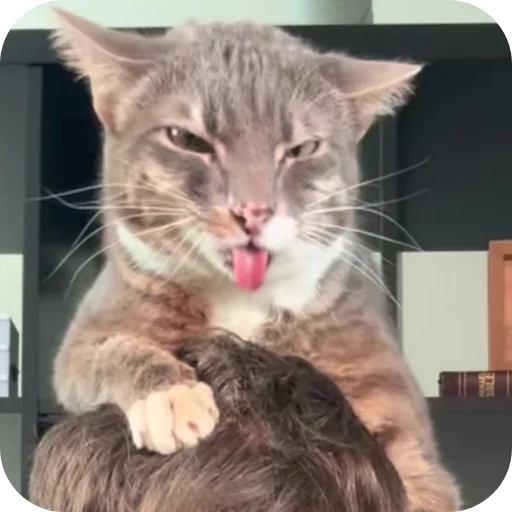 😾 Стикер «Rigby» для Telegram