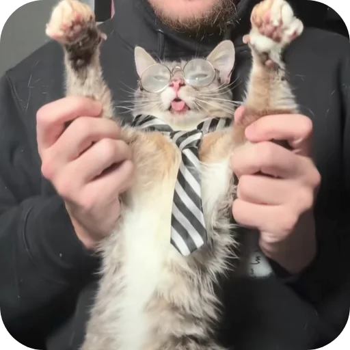 🐱 Стикер «Rigby» для Telegram