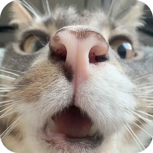 😯 Стикер «Rigby» для Telegram