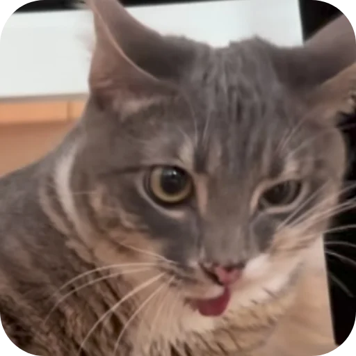 🐱 Стикер «Rigby» для Telegram