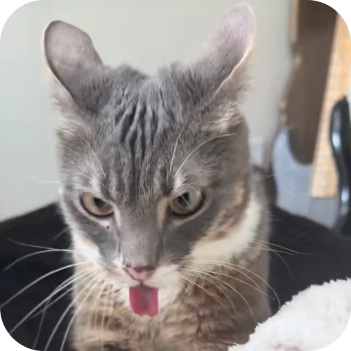 🐱 Стикер «Rigby» для Telegram