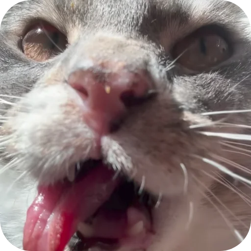 👄 Стикер «Rigby» для Telegram