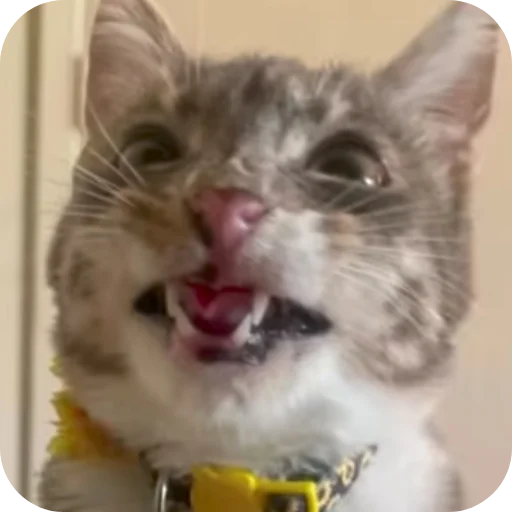 🐱 Стикер «Rigby» для Telegram