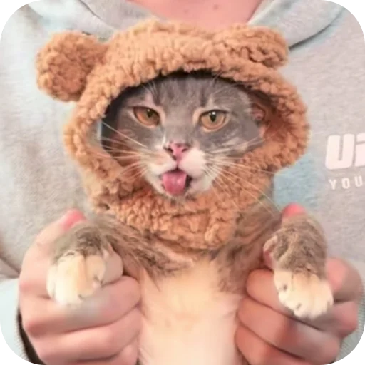 🐱 Стикер «Rigby» для Telegram