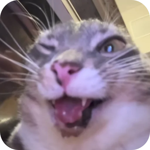 🐱 Стикер «Rigby» для Telegram