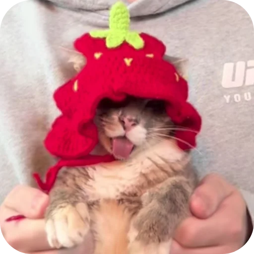 🐱 Стикер «Rigby» для Telegram