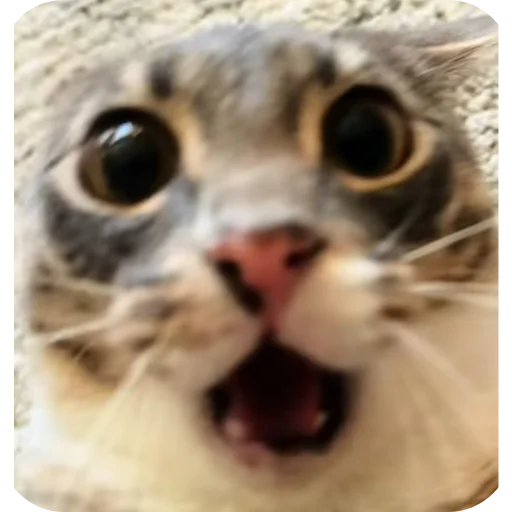 👍 Стикер «Rigby» для Telegram