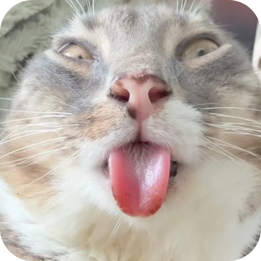 🐱 Стикер «Rigby» для Telegram