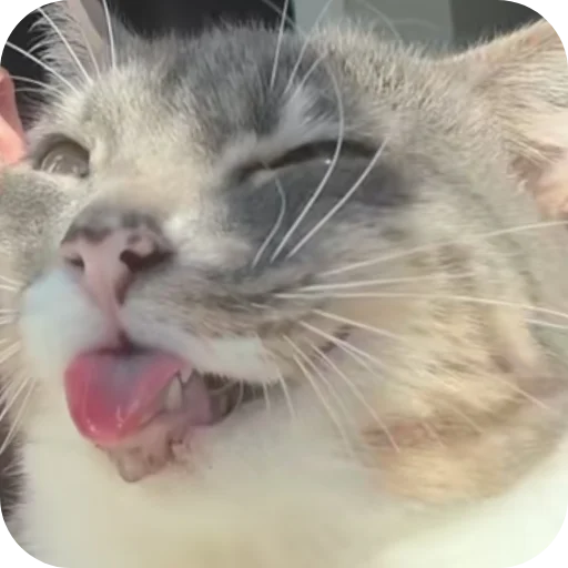 🐱 Стикер «Rigby» для Telegram