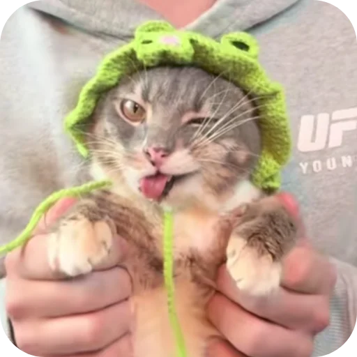 🐱 Стикер «Rigby» для Telegram