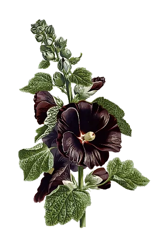 🖤 Стикер «The Violet Flower» для Telegram
