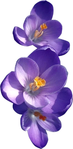 💋 Стикер «The Violet Flower» для Telegram