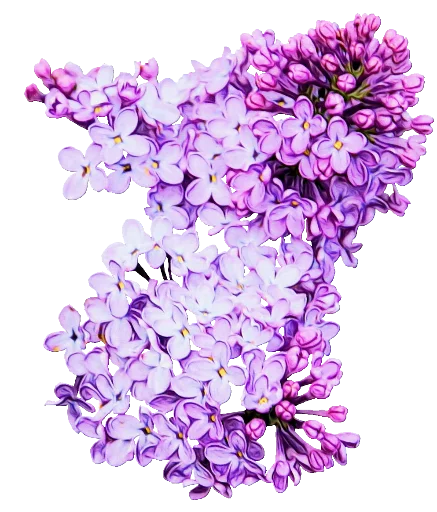 💕 Стикер «The Violet Flower» для Telegram