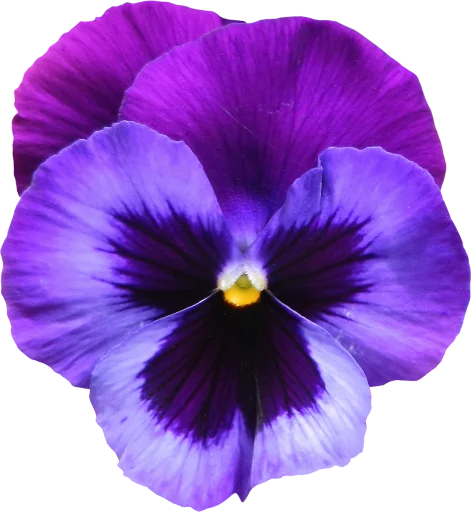 😇 Стикер «The Violet Flower» для Telegram