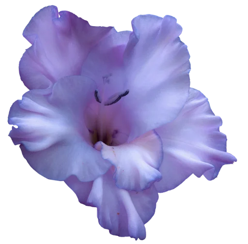 💞 Стикер «The Violet Flower» для Telegram