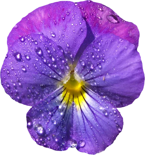 🥰 Стикер «The Violet Flower» для Telegram