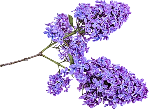 💓 Стикер «The Violet Flower» для Telegram