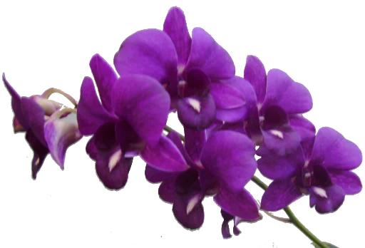 🌺 Стикер «The Violet Flower» для Telegram