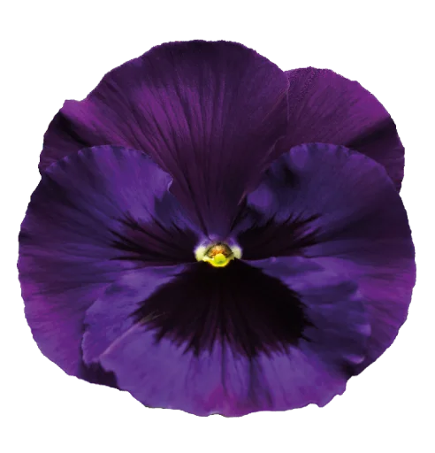 💖 Стикер «The Violet Flower» для Telegram