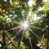 🤩 Эмодзи «Природа» для Telegram