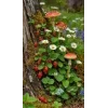 🤩 Эмодзи «Природа» для Telegram