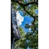 🤩 Эмодзи «Природа» для Telegram