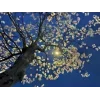 🤩 Эмодзи «Природа» для Telegram