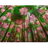 🤩 Эмодзи «Природа» для Telegram