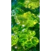 🤩 Эмодзи «Природа» для Telegram
