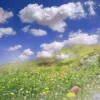 Эмодзи Природа для Telegram — скачать