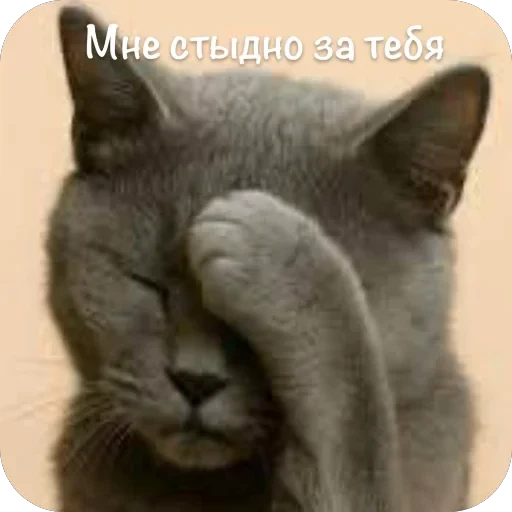 🫥 Стикер «This is my» для Telegram