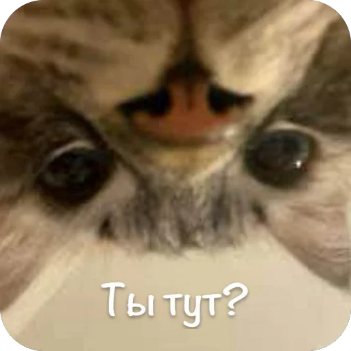 🫥 Стикер «This is my» для Telegram
