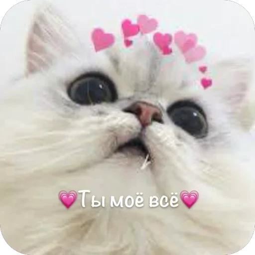 🫥 Стикер «This is my» для Telegram