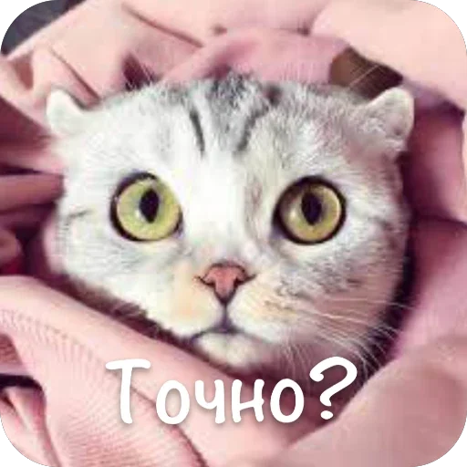 🫥 Стикер «This is my» для Telegram