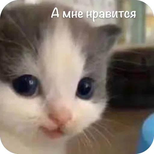 🫥 Стикер «This is my» для Telegram