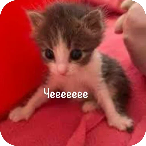 Стикерпак This is my для Telegram — скачать