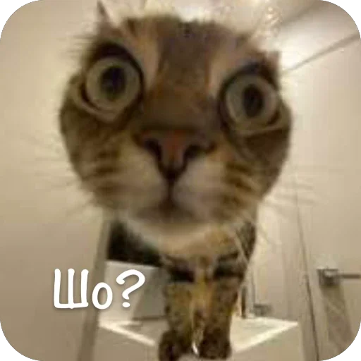 🫥 Стикер «This is my» для Telegram
