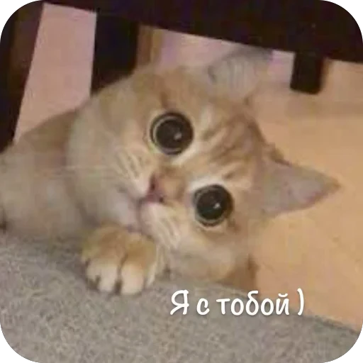 🫥 Стикер «This is my» для Telegram
